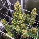 Насіння коноплі Master-Seed auto CBD Northern Lights feminised