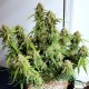 Семена конопли Master-Seed auto CBD White Widow feminised