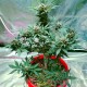 Семена конопли Master-Seed auto CBD White Widow feminised