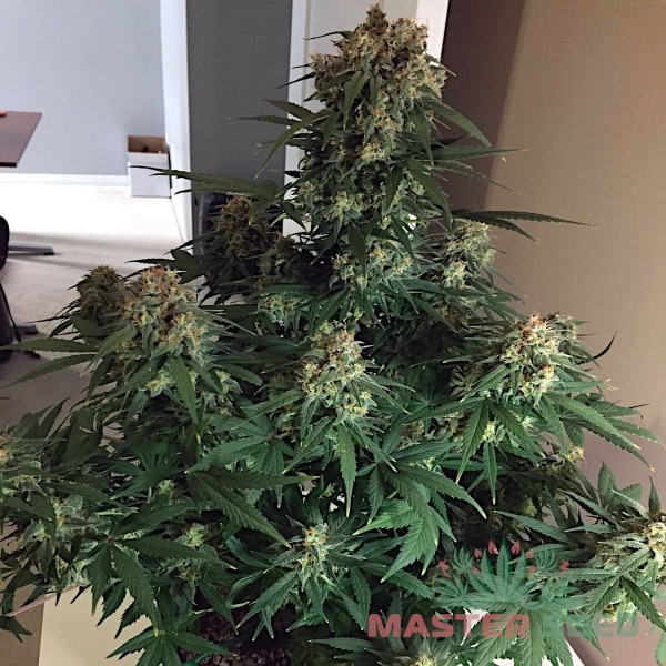 Семена конопли Master-Seed auto Cheese feminised
