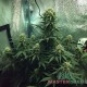 Семена конопли Master-Seed auto Cheese feminised