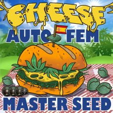 Master-Seed auto Cheese feminised
