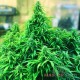 Насіння коноплі Master-Seed auto Chocolope feminised