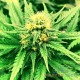 Насіння коноплі Master-Seed auto Chocolope feminised