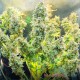 Семена конопли Master-Seed auto Chronic Master feminised