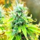 Семена конопли Master-Seed auto Chronic Master feminised