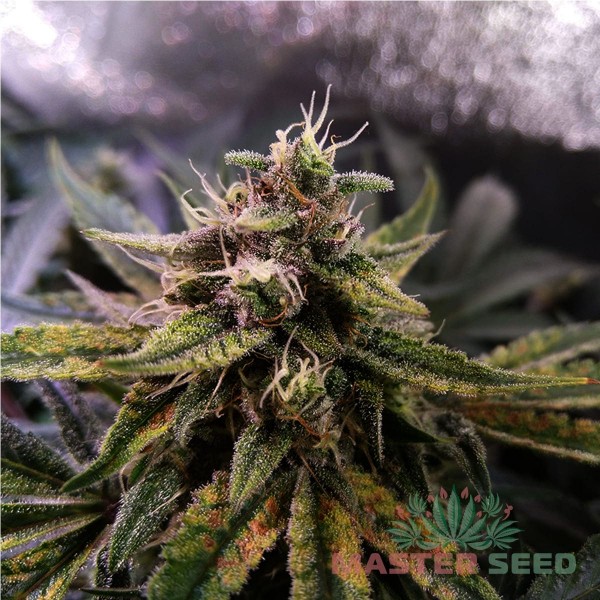 Насіння коноплі Master-Seed auto Colorado Cookies feminised
