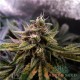 Насіння коноплі Master-Seed auto Colorado Cookies feminised
