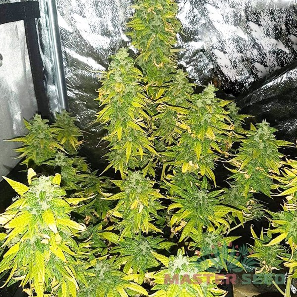 Насіння коноплі Master-Seed auto Colorado Cookies feminised