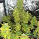 Насіння коноплі Master-Seed auto Colorado Cookies feminised