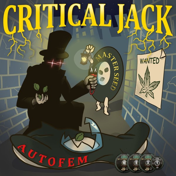 Насіння коноплі Master-Seed auto Critical Jack feminised