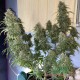 Насіння коноплі Master-Seed auto Critical Jack feminised