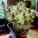 Насіння коноплі Master-Seed auto Critical Jack feminised