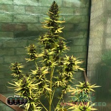 Master-Seed auto Critical Kush feminised