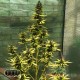 Семена конопли Master-Seed auto Critical Kush feminised