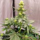 Семена конопли Master-Seed auto Critical Kush feminised