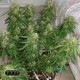 Семена конопли Master-Seed auto Critical Kush feminised