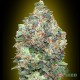 Насіння коноплі Critical autofem. XXL Premium Big Size