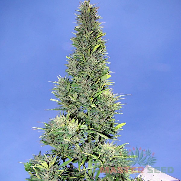Насіння коноплі Durban Poison autofem. XXL Premium Big Size