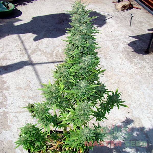 Насіння коноплі Durban Poison autofem. XXL Premium Big Size