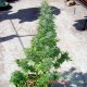 Насіння коноплі Durban Poison autofem. XXL Premium Big Size