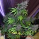 Семена конопли Master-Seed auto Dutch Driver feminised