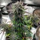 Семена конопли Fastberry autofem. XXL Premium Big Size