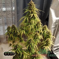 Master-Seed auto Gelato feminised