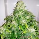 Насіння коноплі Master-Seed auto Girl Cookies feminised