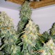 Насіння коноплі Master-Seed auto Girl Cookies feminised