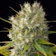 Семена конопли Master-Seed auto Golden Teacher feminised