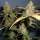 Семена конопли Master-Seed auto Golden Teacher feminised