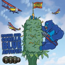 Master-Seed auto Gorilla Blue feminised