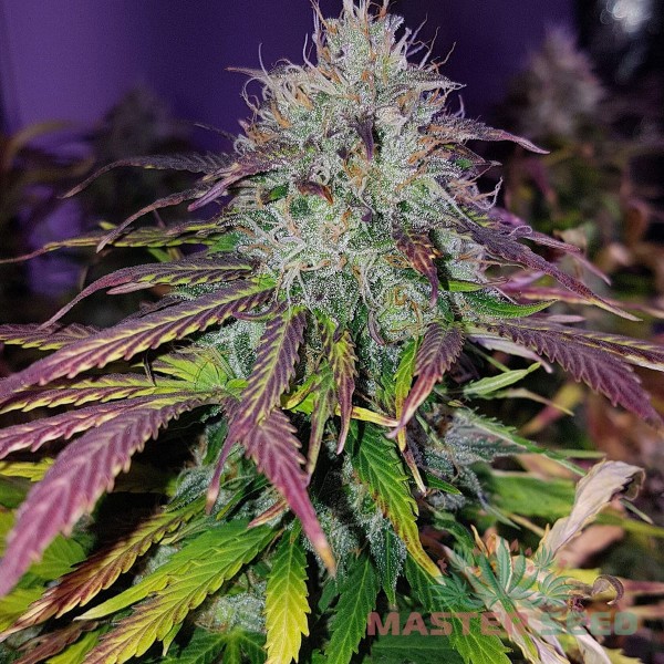Семена конопли Gorilla Blue autofem. XXL Premium Big Size
