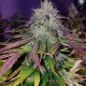 Семена конопли Gorilla Blue autofem. XXL Premium Big Size