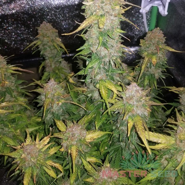 Семена конопли Gorilla Blue autofem. XXL Premium Big Size