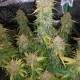 Семена конопли Gorilla Blue autofem. XXL Premium Big Size