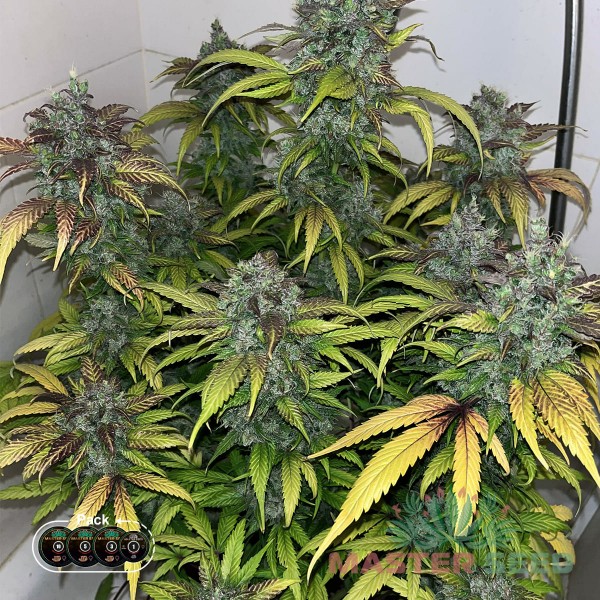 Семена конопли Master-Seed auto Gorilla Cookies feminised