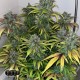 Семена конопли Master-Seed auto Gorilla Cookies feminised