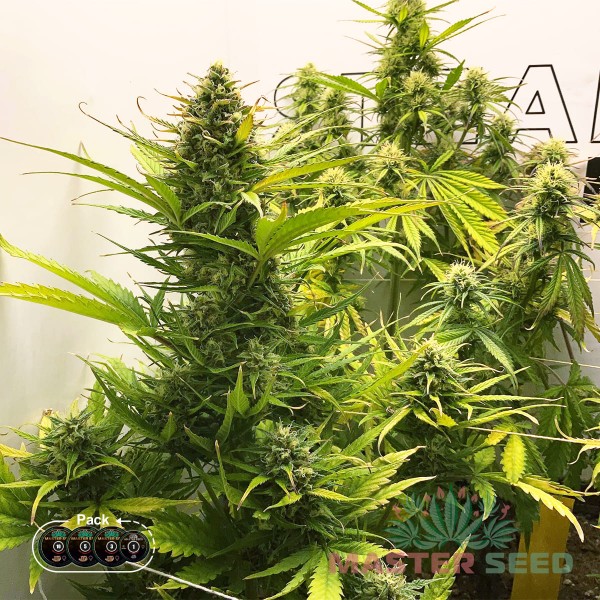 Семена конопли Master-Seed auto Gorilla Cookies feminised