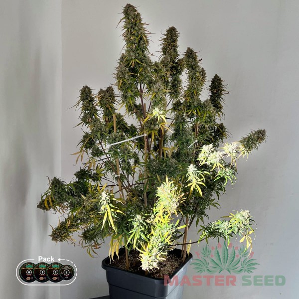 Семена конопли Master-Seed auto Gorilla Cookies feminised