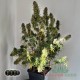 Семена конопли Master-Seed auto Gorilla Cookies feminised