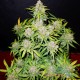 Семена конопли Green Crack autofem. XXL Premium Big Size