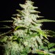 Семена конопли Green Crack autofem. XXL Premium Big Size