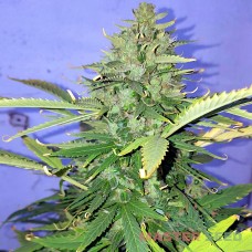 Master-Seed auto Hindu Kush feminised
