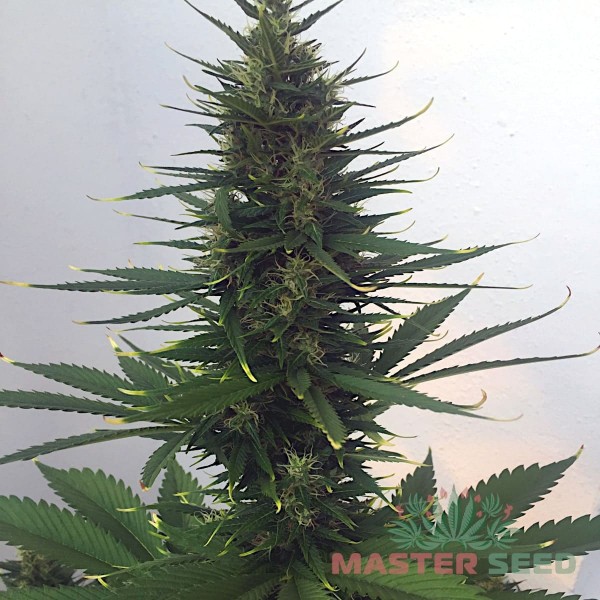 Семена конопли Hindu Kush autofem. XXL Premium Big Size