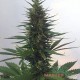 Семена конопли Hindu Kush autofem. XXL Premium Big Size