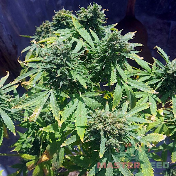 Семена конопли Hindu Kush autofem. XXL Premium Big Size