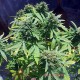 Семена конопли Hindu Kush autofem. XXL Premium Big Size