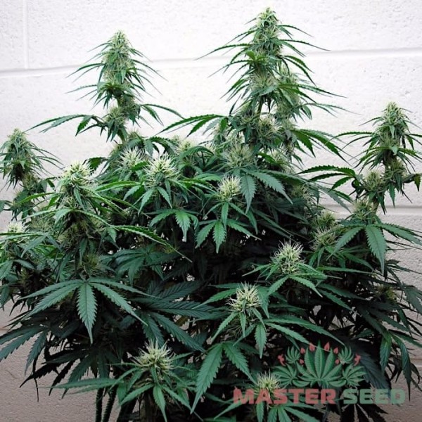Насіння коноплі Master-Seed auto Jack Herer feminised